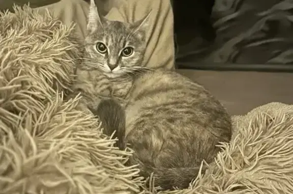 Пропала кошка, ул. Свободы 280, Майкоп