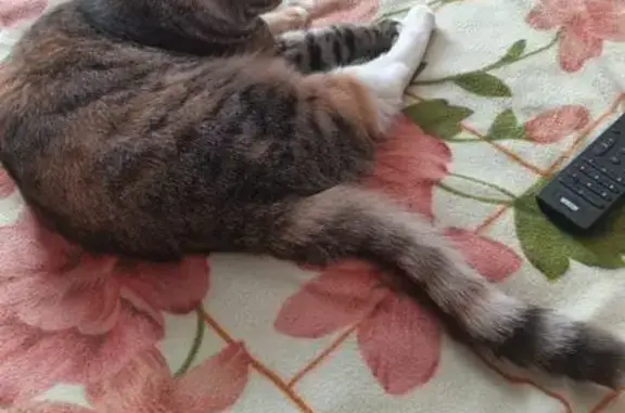 Кошки потеряшки, Ярославль, фото: Потеряшка кошка, Клубная 16, Ярославль