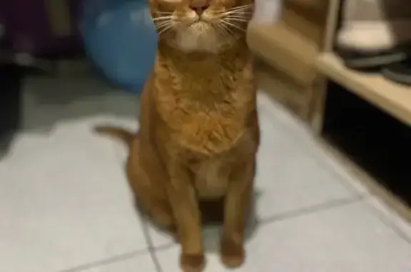 Найдена кошка, Калуга, фото: Найдена абиссинская кошка, Дзержинского 41