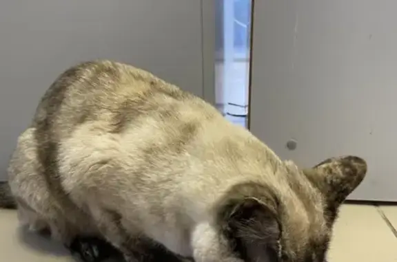 Найдена кошка, Ростов-на-Дону, фото: Кошка найдена: Белорусская ул., 145/31