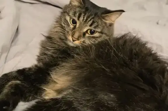 Кошки потеряшки, Чайковский, фото: Потеряшка кошка, ул. Мира 46, Чайковский