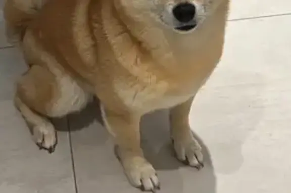 Собаки потеряшки, Санкт-Петербург, фото: Потеряшка собака, Московский пр., 216, СПб