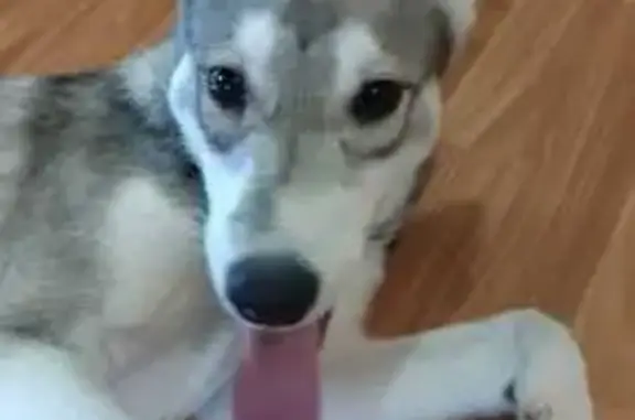 Найдена собака, Владивосток, фото: Щенок найден: Народный пр., 11, Владивосток