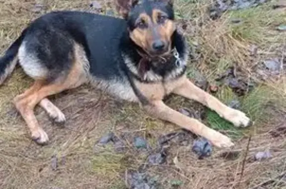 Пропала собака, Донская ул., Чистяково