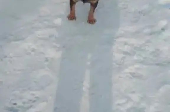 Пропала собака, Компрессорная ул., Сторожёвка