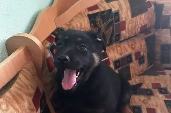 Собаки потеряшки, Саратов, фото: Потеряшка собака, Саратов, Студёная 9