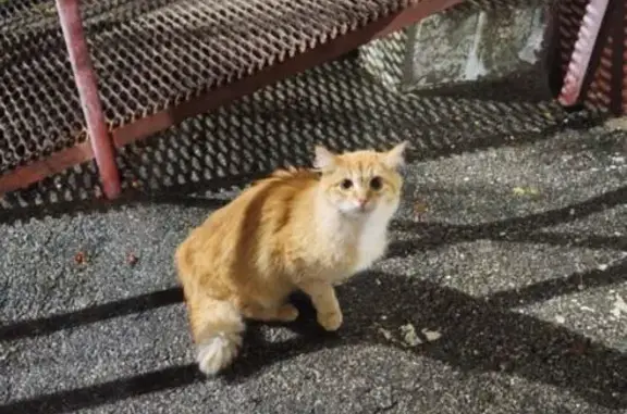 Найдена кошка, Чебоксары, фото: Кошка найдена на бульваре Миттова, 17