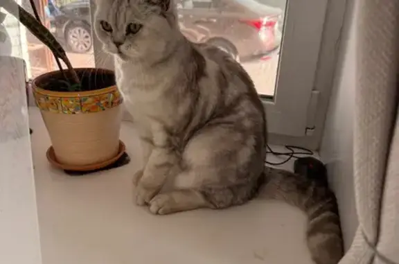 Найдена кошка, Ульяновск, фото: Кошка найдена: Брестская ул., Ульяновск