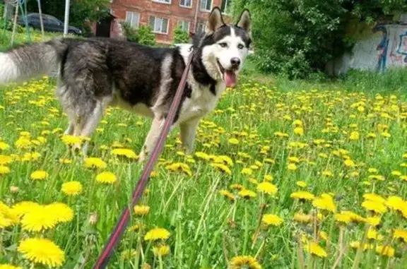 Собаки потеряшки, Красноярск, фото: Потеряшка хаски, Сибирский пер., Красноярск
