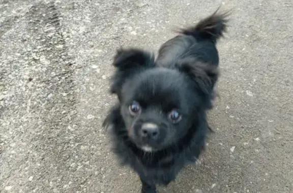 Собака найдена: 10-й проезд, 51, Тула