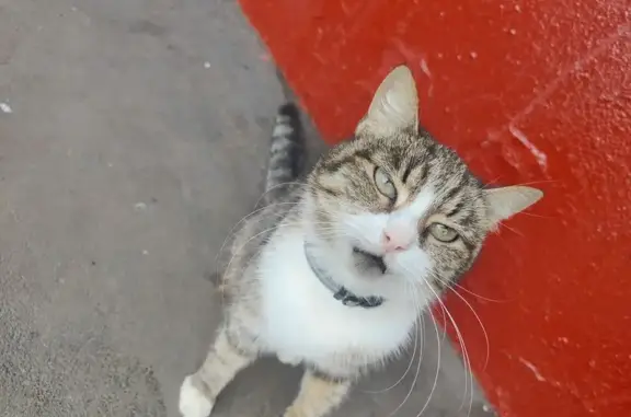 Кошка найдена: Сиреневый бул., 73 к2, Москва