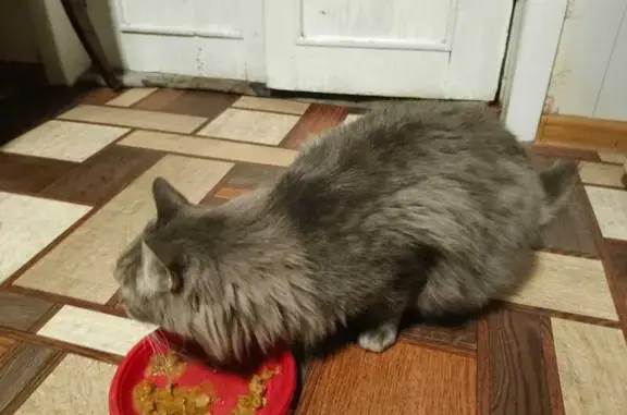 Найдена кошка, Республика Алтай, фото: Кошка найдена в Чемале, Алтай