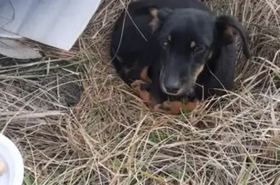 Найдена собака, , фото: Собака найдена на Батайская 2А, Верхнерусское