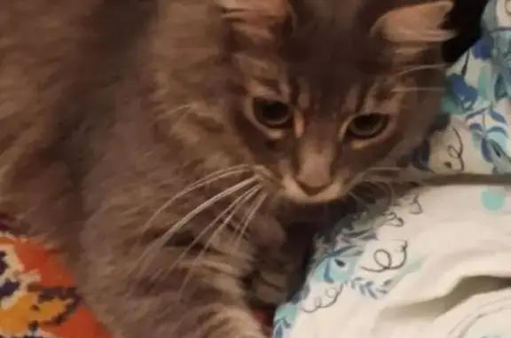 Пропала кошка, ул. Никитина, Калуга