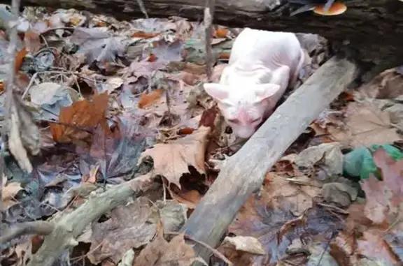 Найдена кошка, Саратов, фото: Кошка найдена: 1-й Подгорный пр., 10, Саратов