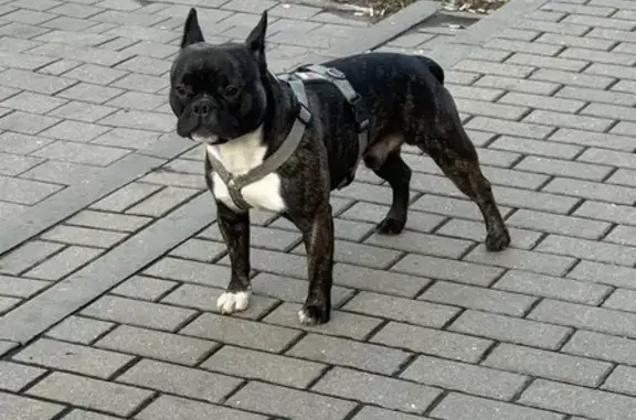 Тигровый француз на Октябрьская 97, Тула