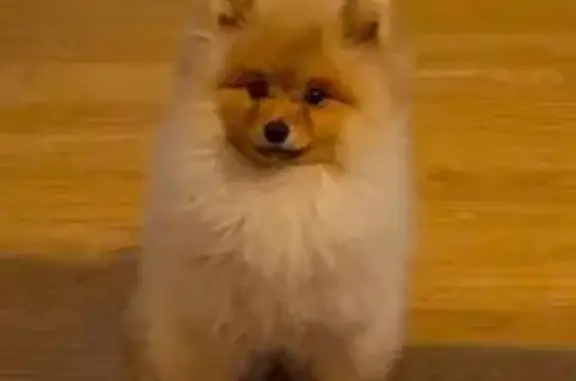 Пропала собака, Челюскинцев 172А, Могилёв