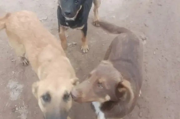 Найдена собака, Астраханская область, фото: Собака найдена: Астрахань, область