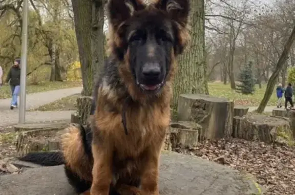 Пропал щенок в пос. Невское, Калининград