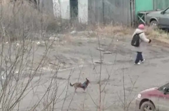 Найдена собака, Екатеринбург, фото: Собака найдена на Самолётной, 23, Екатеринбург