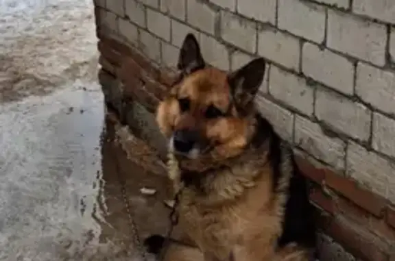 Собаки потеряшки, Челябинская область, фото: Потеряшка овчарка, Коркино, Челябинск