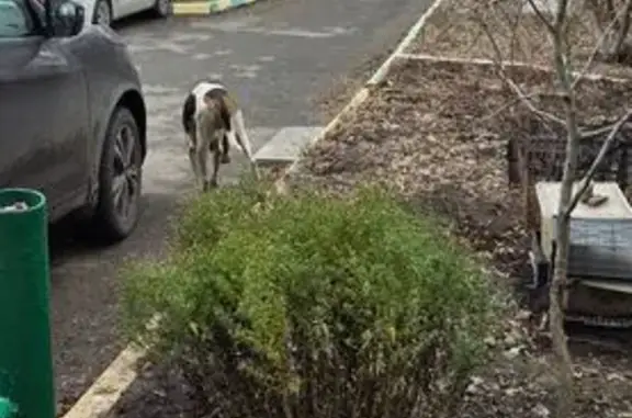 Найдена собака, Оренбург, фото: Собака найдена: пр. Победы, 146, Оренбург