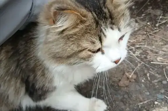 Найдена кошка, Шушенское, фото: Кошка найдена: Шушенское, 6