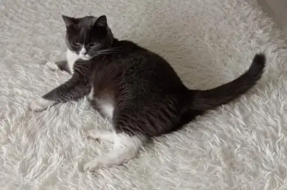 Кошки потеряшки, Ставрополь, фото: Потеряшка кошка на ул. Серова, 549, Ставрополь