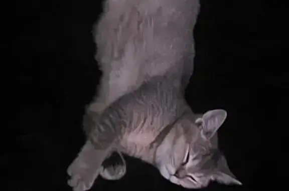 Пропала шотландка на Средне-Московской, Воронеж