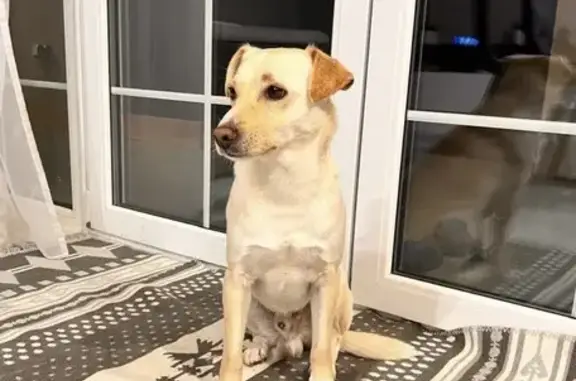 Найдена собака, Калининградская область, фото: Собака найдена: Изумрудная ул., Сальское