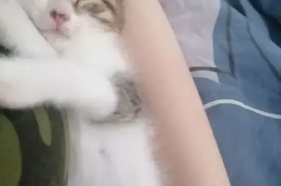 Пропала кошка, ЕКАД «Восток», Екатеринбург