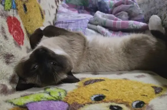 Пропала кошка, ул. Тимирязева 129, Тюмень