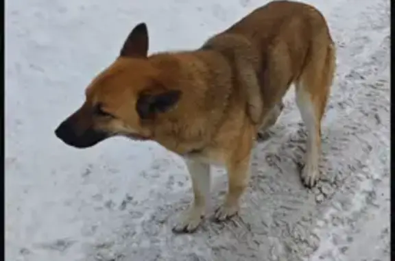 Собака найдена на ул. Ивановского, Томск