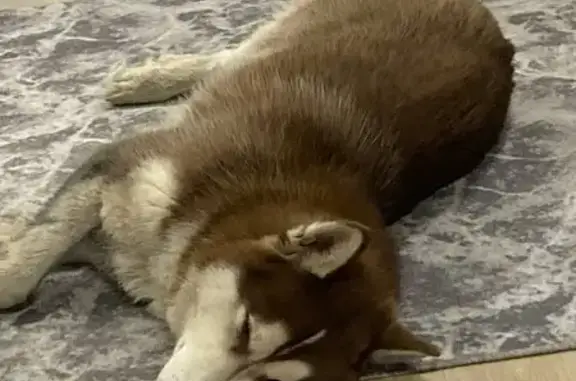 Найдена собака, Москва, фото: Найдена собака, Саларьево, Москва