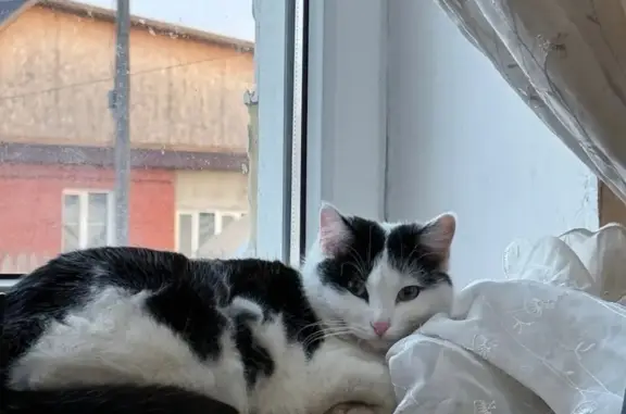 Пропала кошка, Володарского 72, Полевской