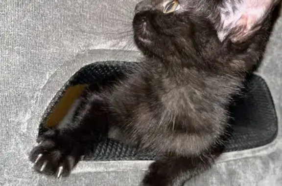 Пропала кошка, Загребский бул., 7 к1