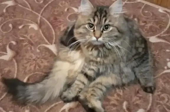 Кошки потеряшки, Кемь, фото: Потеряшка кошка, Комсомольская ул., Кемь