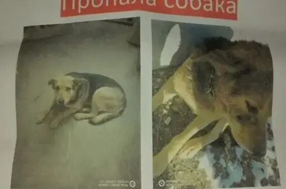 Пропала собака, Балашиха, Дятловка 171