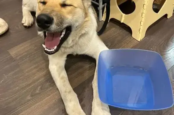 Найдена собака, Псков, фото: Пёс найден на ул. Поземского, Псков