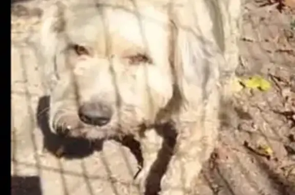 Пропала собака в Зелёной Слободе, МО