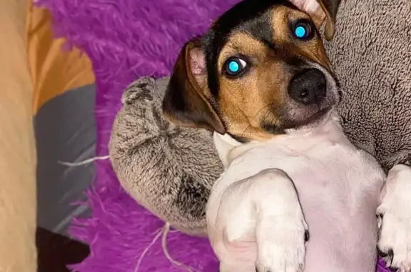 Собаки потеряшки, Новороссийск, фото: Потеряшка собака на Дзержинского 217, Новороссийск