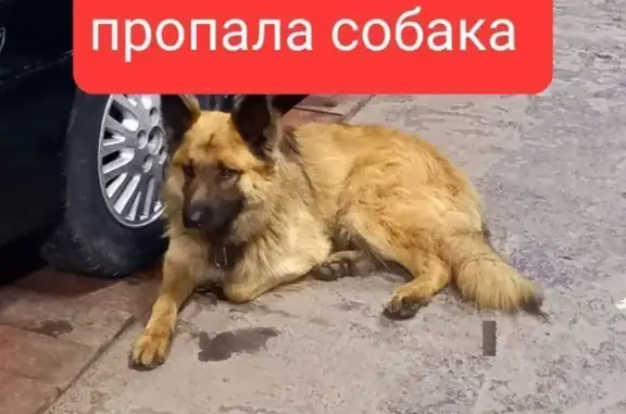 Пропала собака, Омск, Нефтезаводская 54А