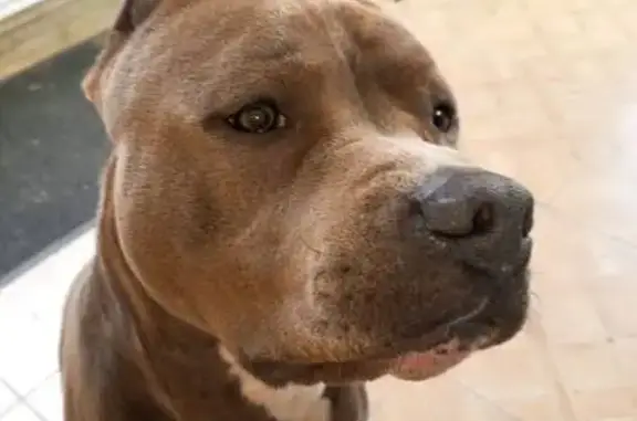 Найдена собака, Казань, фото: Собака найдена: Армавирская ул, 118, Казань