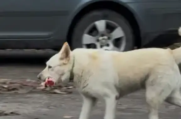 Собака найдена: Портовая ул., 3, Калининград
