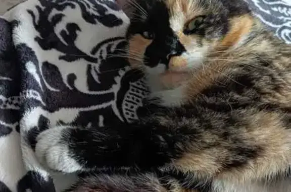 Кошка пропала, Трактовая 1, Есаулово