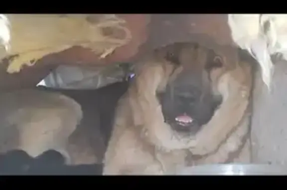 Пропала собака, Кирилловское шоссе 53Б