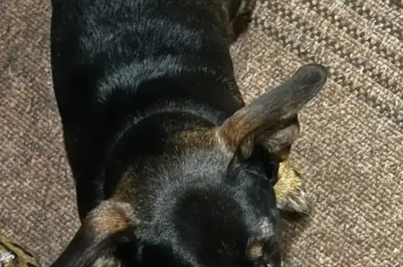 Найдена собака на Балхашской 94, Пермь