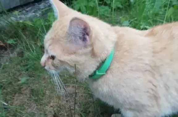 Кошки потеряшки, Волжск, фото: Потеряшка кошка, Новая ул. 43, Волжск