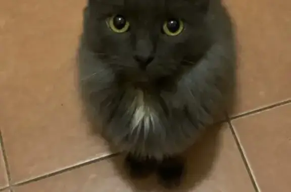 Пропала кошка: Ленинградская 26, Отрадный