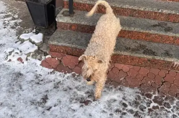 Собака найдена: ул. Карла Маркса 15, Арх.